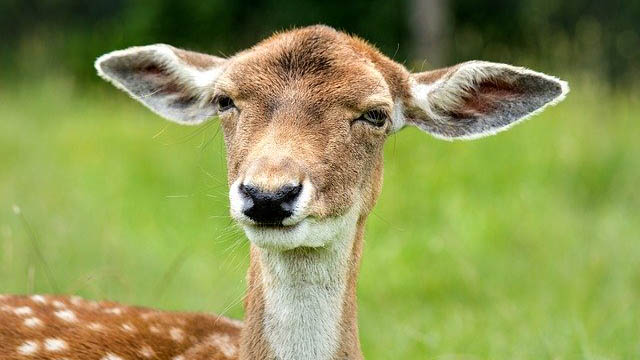 New Article on Zoom Sound Quality